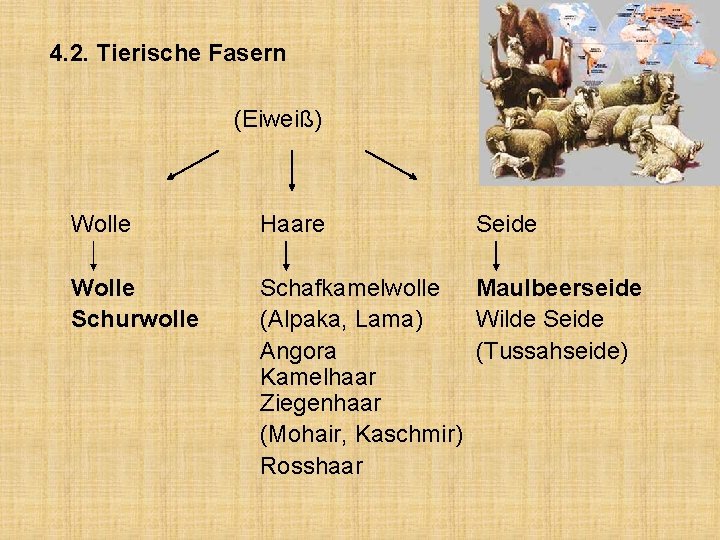 4. 2. Tierische Fasern (Eiweiß) Wolle Haare Seide Wolle Schurwolle Schafkamelwolle Maulbeerseide (Alpaka, Lama)