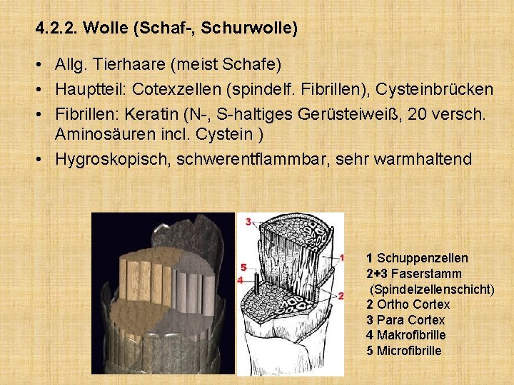 4. 2. 2. Wolle (Schaf-, Schurwolle) • Allg. Tierhaare (meist Schafe) • Hauptteil: Cotexzellen