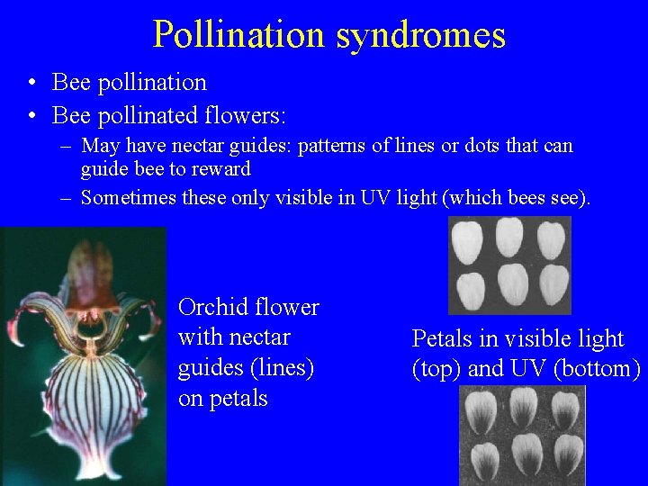 Pollination syndromes • Bee pollination • Bee pollinated flowers: – May have nectar guides: