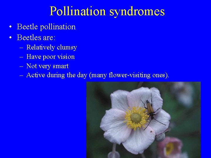 Pollination syndromes • Beetle pollination • Beetles are: – – Relatively clumsy Have poor