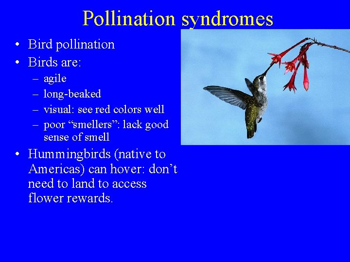 Pollination syndromes • Bird pollination • Birds are: – – agile long-beaked visual: see