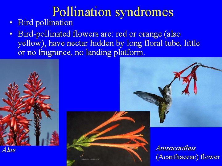 Pollination syndromes • Bird pollination • Bird-pollinated flowers are: red or orange (also yellow),