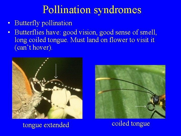 Pollination syndromes • Butterfly pollination • Butterflies have: good vision, good sense of smell,