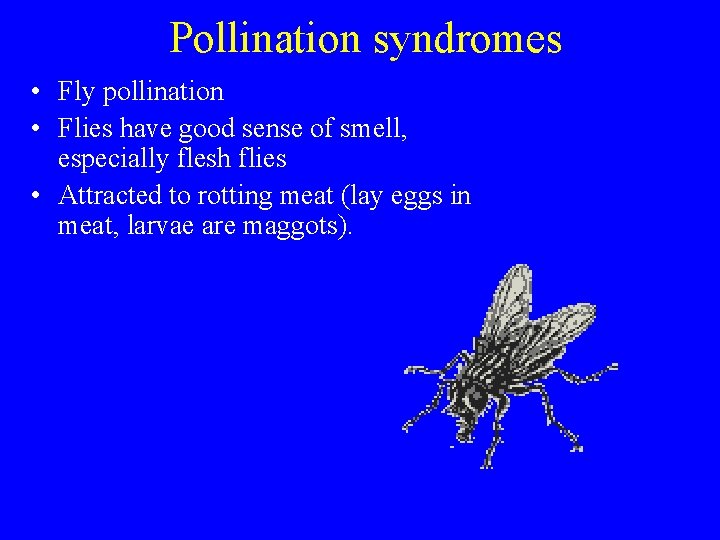 Pollination syndromes • Fly pollination • Flies have good sense of smell, especially flesh