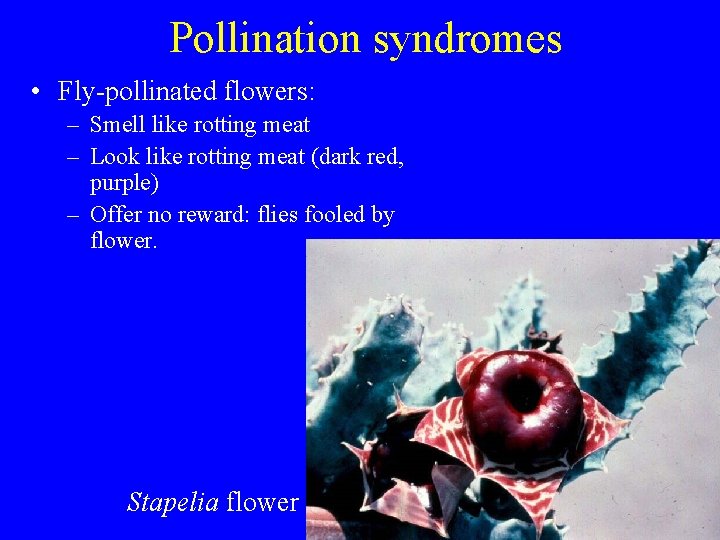 Pollination syndromes • Fly-pollinated flowers: – Smell like rotting meat – Look like rotting