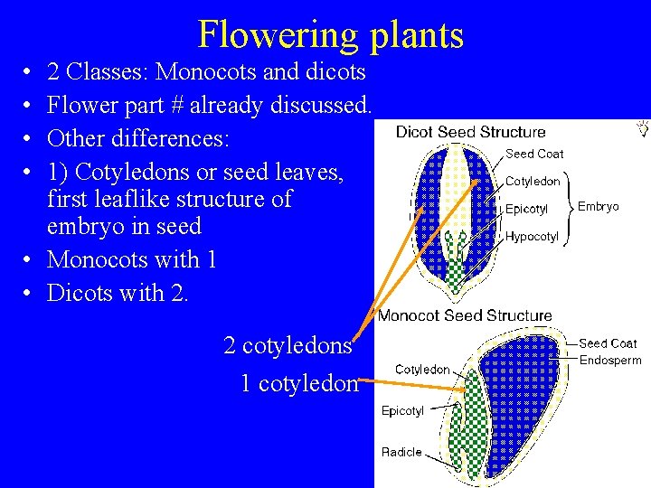 Flowering plants • • 2 Classes: Monocots and dicots Flower part # already discussed.