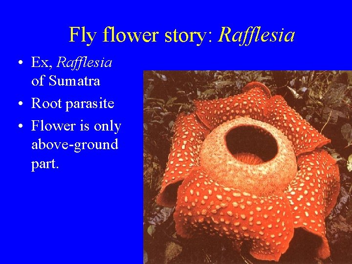 Fly flower story: Rafflesia • Ex, Rafflesia of Sumatra • Root parasite • Flower