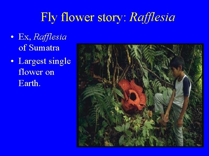 Fly flower story: Rafflesia • Ex, Rafflesia of Sumatra • Largest single flower on