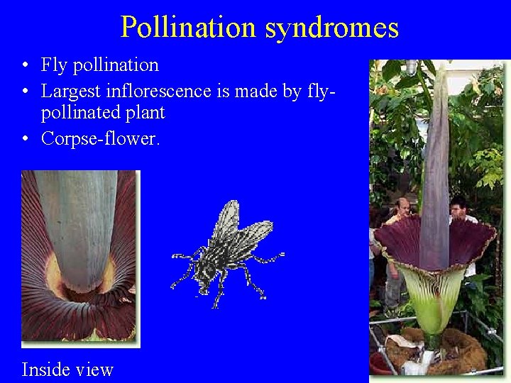 Pollination syndromes • Fly pollination • Largest inflorescence is made by flypollinated plant •