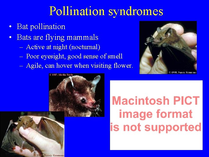 Pollination syndromes • Bat pollination • Bats are flying mammals – Active at night