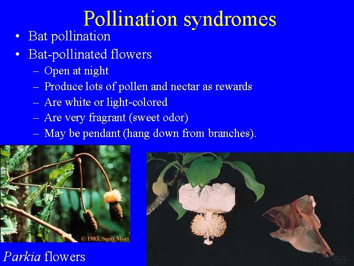 Pollination syndromes • Bat pollination • Bat-pollinated flowers – – – Open at night