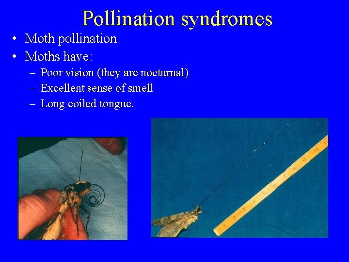 Pollination syndromes • Moth pollination • Moths have: – Poor vision (they are nocturnal)