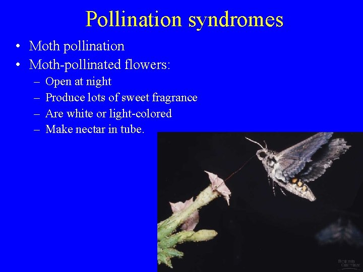 Pollination syndromes • Moth pollination • Moth-pollinated flowers: – – Open at night Produce