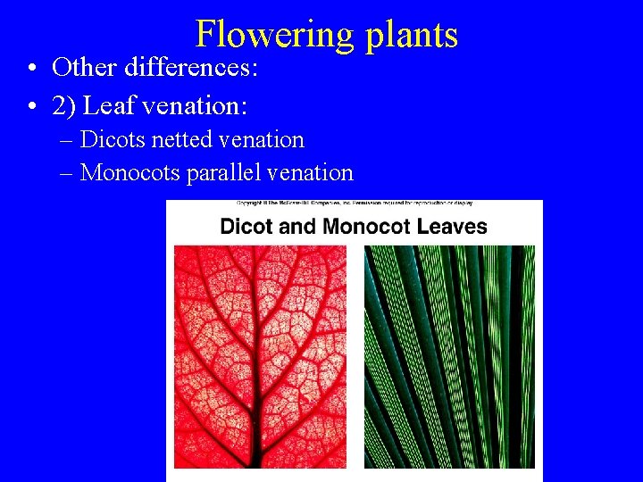 Flowering plants • Other differences: • 2) Leaf venation: – Dicots netted venation –
