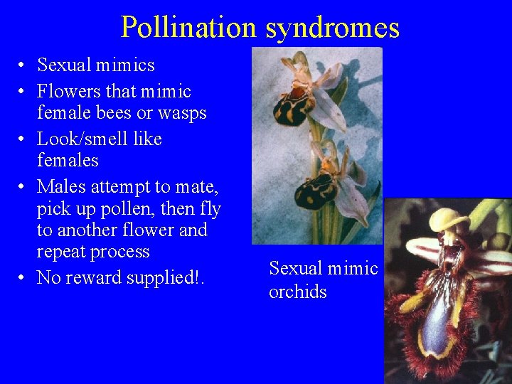 Pollination syndromes • Sexual mimics • Flowers that mimic female bees or wasps •