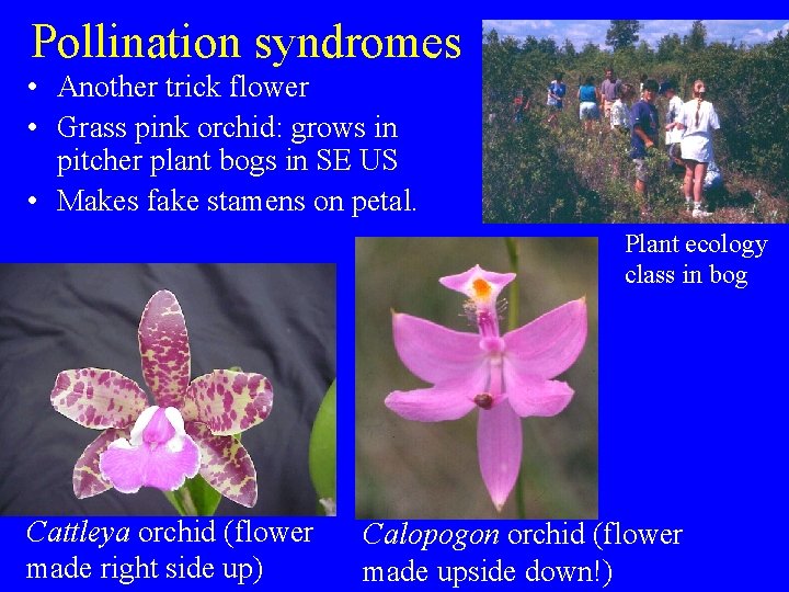 Pollination syndromes • Another trick flower • Grass pink orchid: grows in pitcher plant