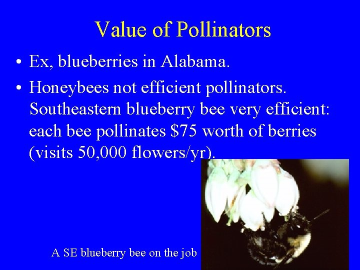 Value of Pollinators • Ex, blueberries in Alabama. • Honeybees not efficient pollinators. Southeastern