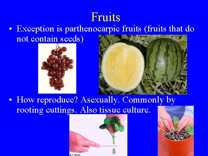 Fruits • Exception is parthenocarpic fruits (fruits that do not contain seeds) • How