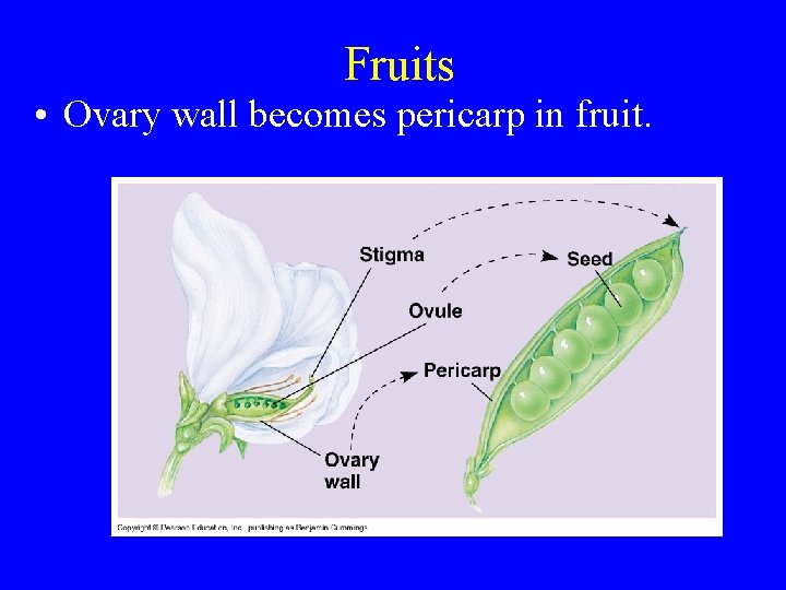 Fruits • Ovary wall becomes pericarp in fruit. 