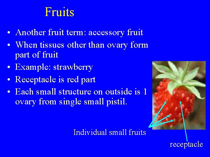 Fruits • Another fruit term: accessory fruit • When tissues other than ovary form