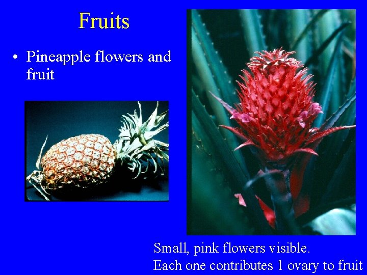 Fruits • Pineapple flowers and fruit Small, pink flowers visible. Each one contributes 1