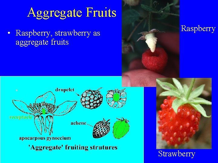 Aggregate Fruits • Raspberry, strawberry as aggregate fruits Raspberry Strawberry 