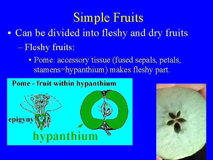 Simple Fruits • Can be divided into fleshy and dry fruits – Fleshy fruits: