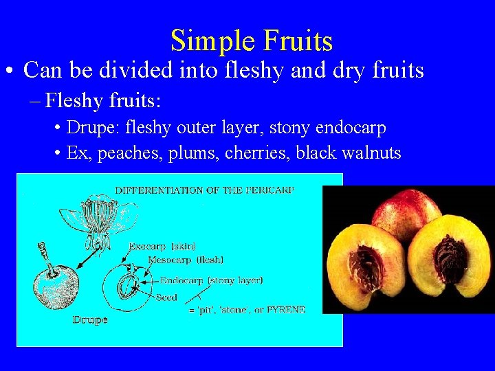 Simple Fruits • Can be divided into fleshy and dry fruits – Fleshy fruits: