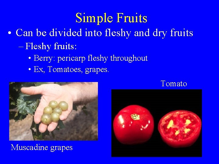 Simple Fruits • Can be divided into fleshy and dry fruits – Fleshy fruits:
