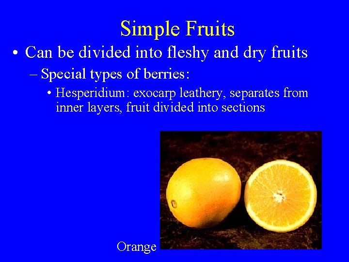 Simple Fruits • Can be divided into fleshy and dry fruits – Special types