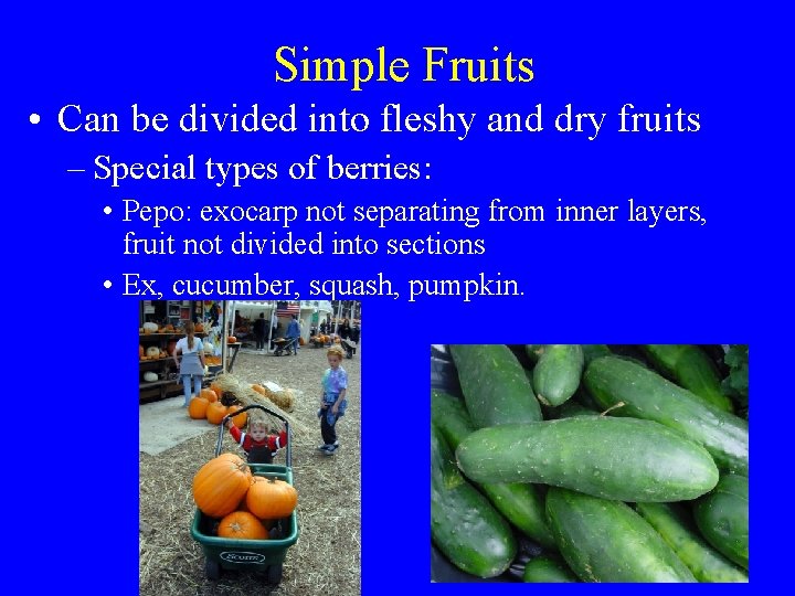 Simple Fruits • Can be divided into fleshy and dry fruits – Special types