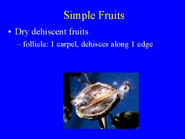 Simple Fruits • Dry dehiscent fruits – follicle: 1 carpel, dehisces along 1 edge