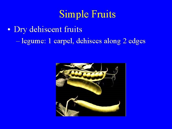 Simple Fruits • Dry dehiscent fruits – legume: 1 carpel, dehisces along 2 edges