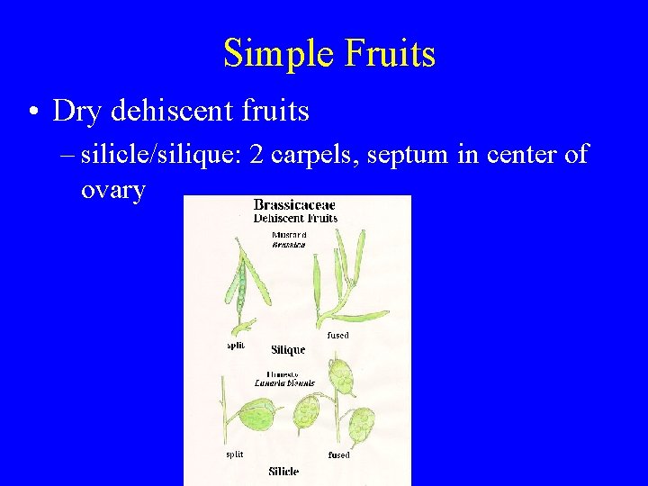 Simple Fruits • Dry dehiscent fruits – silicle/silique: 2 carpels, septum in center of