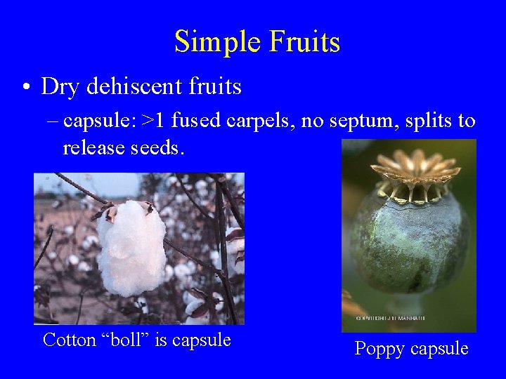 Simple Fruits • Dry dehiscent fruits – capsule: >1 fused carpels, no septum, splits