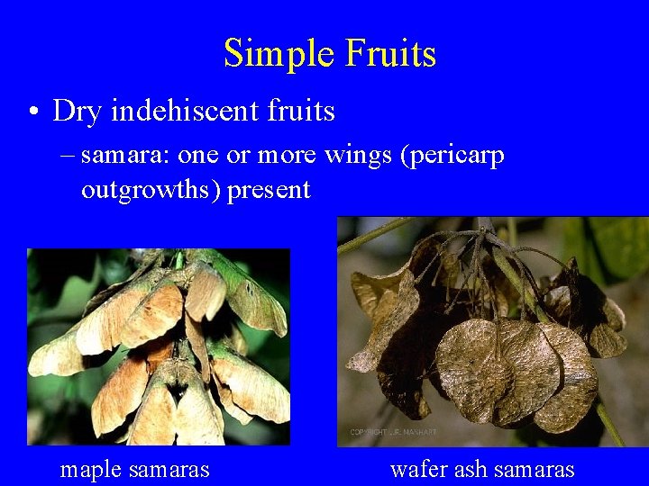 Simple Fruits • Dry indehiscent fruits – samara: one or more wings (pericarp outgrowths)