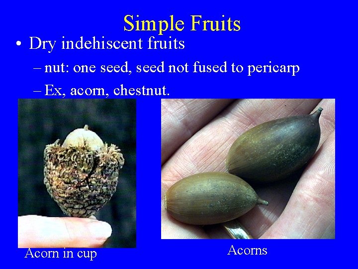 Simple Fruits • Dry indehiscent fruits – nut: one seed, seed not fused to
