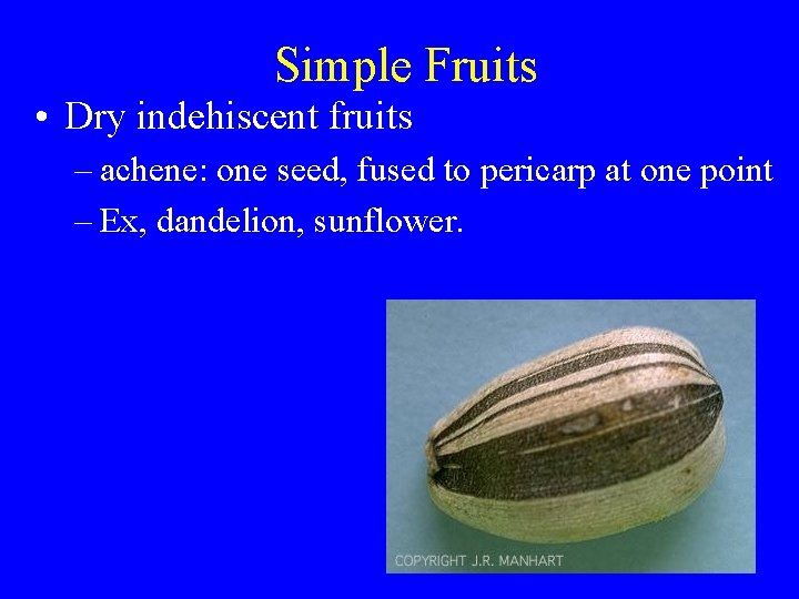 Simple Fruits • Dry indehiscent fruits – achene: one seed, fused to pericarp at