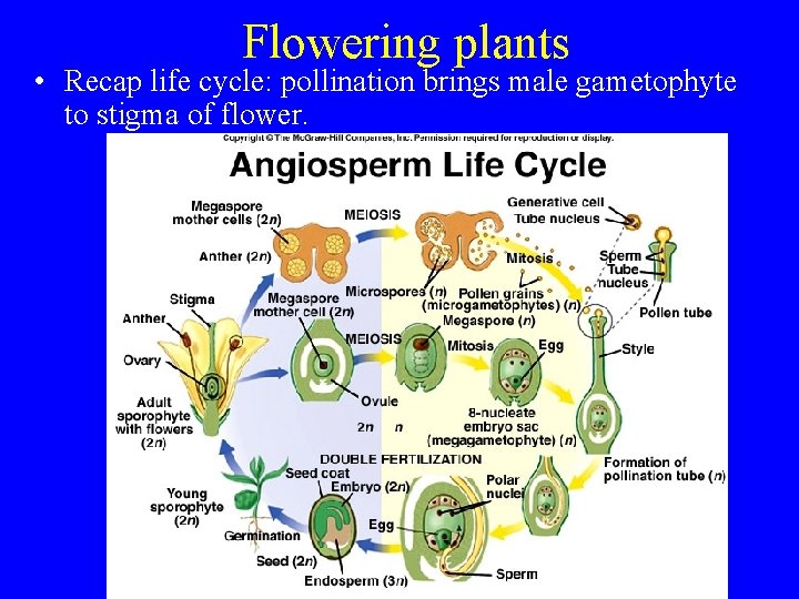 Flowering plants • Recap life cycle: pollination brings male gametophyte to stigma of flower.