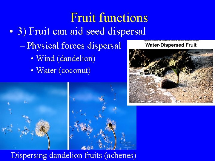 Fruit functions • 3) Fruit can aid seed dispersal – Physical forces dispersal •