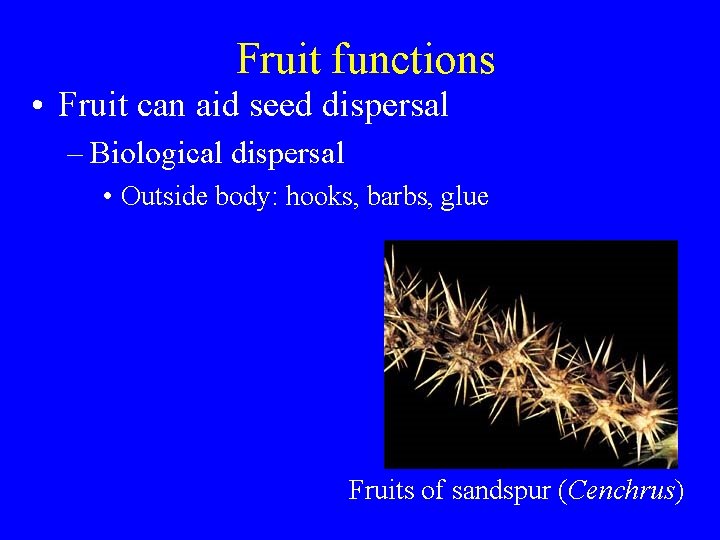 Fruit functions • Fruit can aid seed dispersal – Biological dispersal • Outside body: