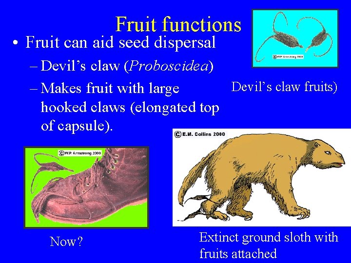 Fruit functions • Fruit can aid seed dispersal – Devil’s claw (Proboscidea) Devil’s claw