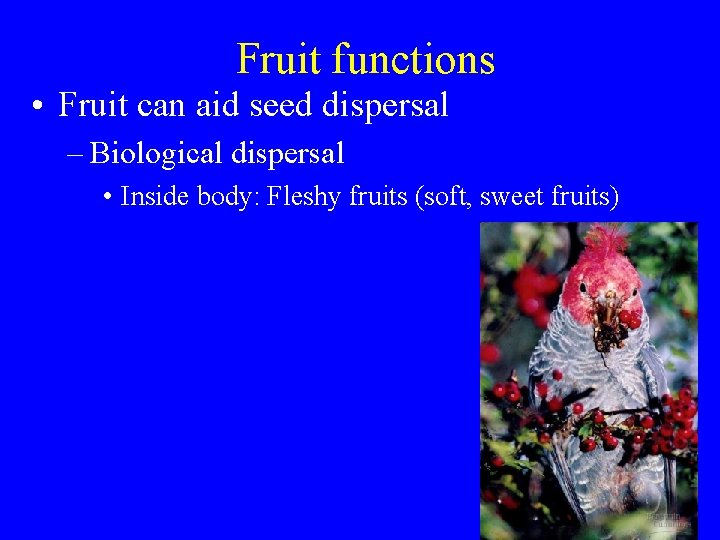 Fruit functions • Fruit can aid seed dispersal – Biological dispersal • Inside body: