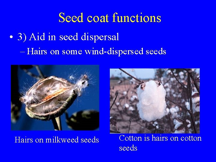 Seed coat functions • 3) Aid in seed dispersal – Hairs on some wind-dispersed