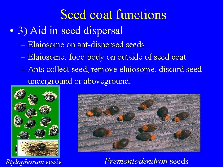 Seed coat functions • 3) Aid in seed dispersal – Elaiosome on ant-dispersed seeds