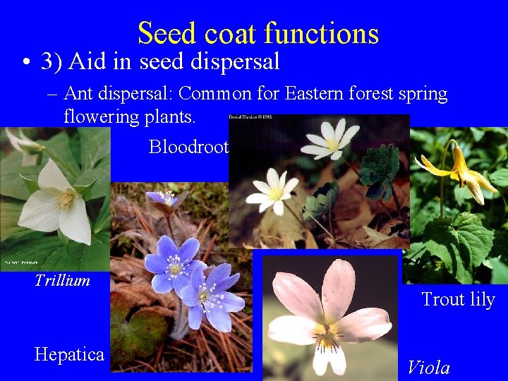 Seed coat functions • 3) Aid in seed dispersal – Ant dispersal: Common for