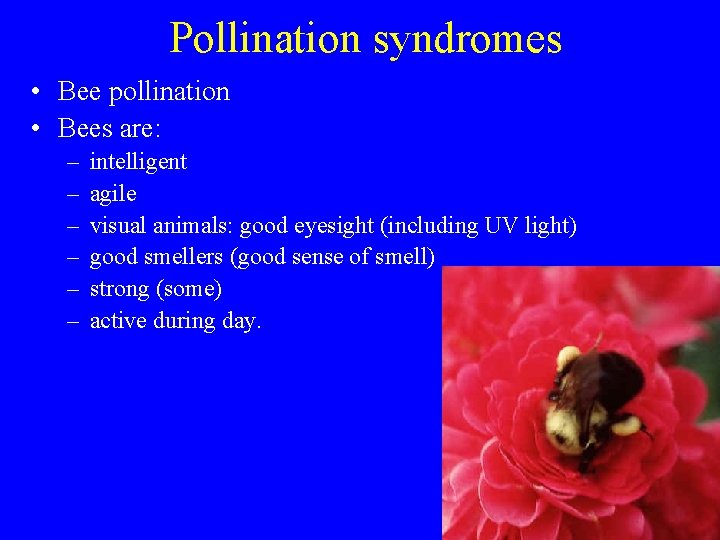 Pollination syndromes • Bee pollination • Bees are: – – – intelligent agile visual