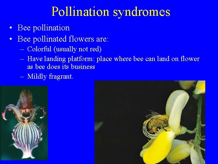 Pollination syndromes • Bee pollination • Bee pollinated flowers are: – Colorful (usually not