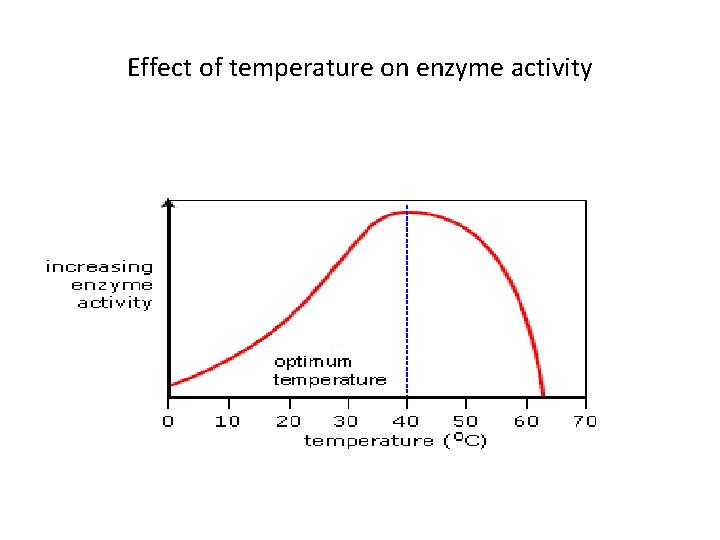 Effect of temperature on enzyme activity 