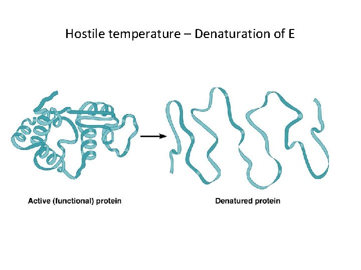 Hostile temperature – Denaturation of E 